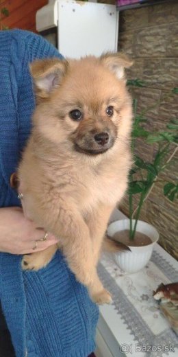 Pomeranian špic mini