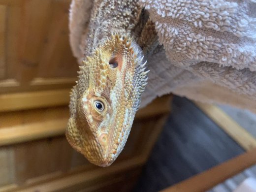Agama bradatá