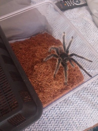 Lasiodora Parahybana samec