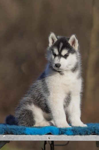 Šteniatka fenky Sibírsky husky s PP