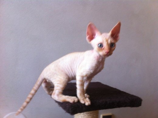 Devon Rex Kocúr