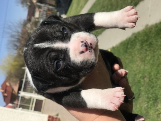 Americky Bully