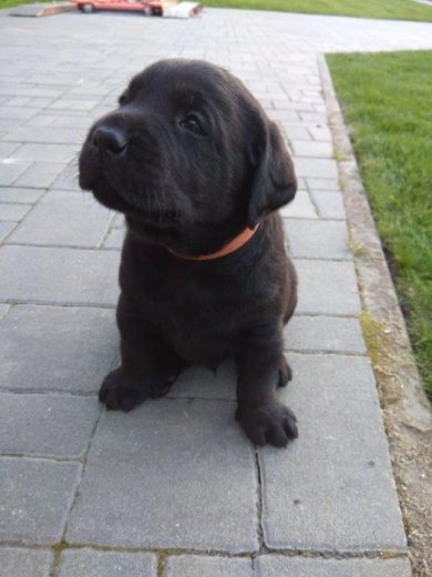 Šteniatka_Labradorský retríver
