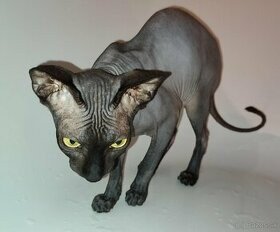 Donsky Sphynx
