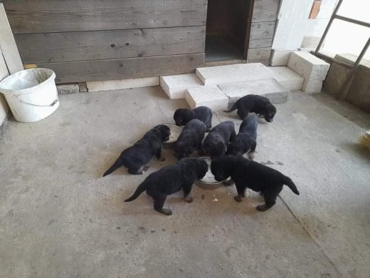 Predám šteniatka nemeckého ovčiaka