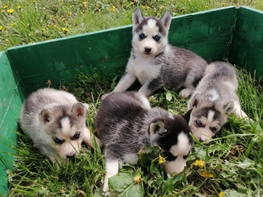 Sibírsky husky