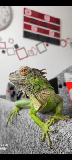 Leguán zelený
