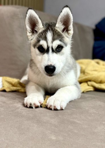 Sibirsky husky