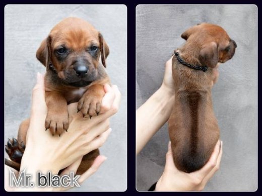 Rhodéský ridgeback s PP
