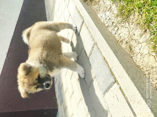 Predám akita inu