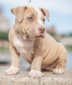 American bully