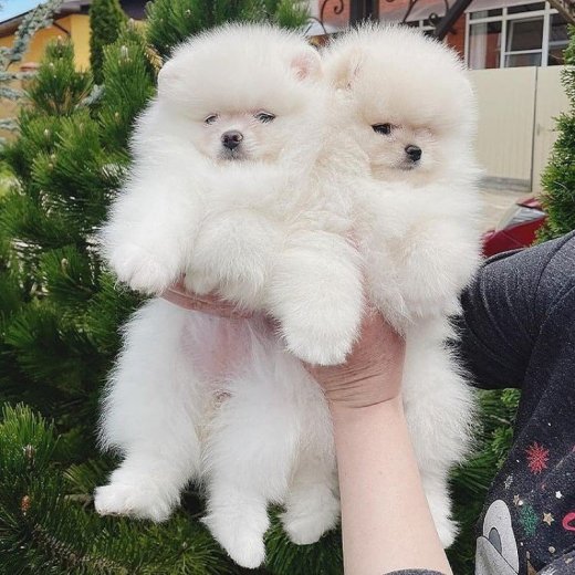 Krásne šteniatka pomeranianov - psy a fenky plne k