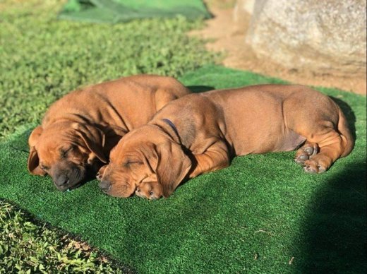 RODEZSKY RIDGEBACK RODESIAN