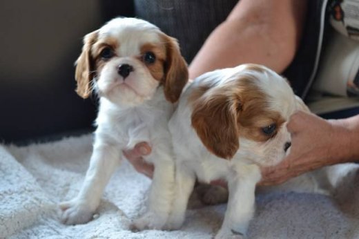 Kavalír king charles spaniel