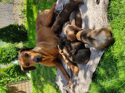 Rhodézsky ridgeback