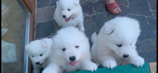 Čistokrvný samojed bez PP