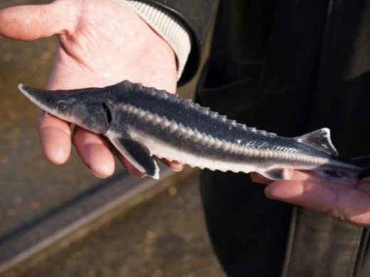 Osetr beluga