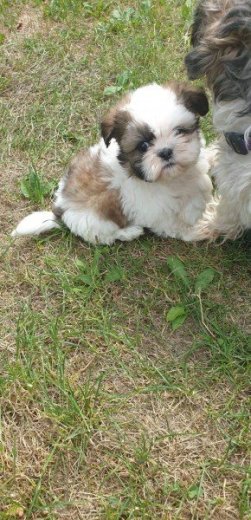 Šteniatko Shi tzu