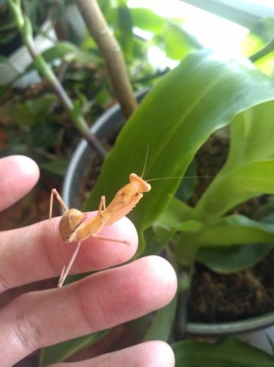 Sphodromantis lineola