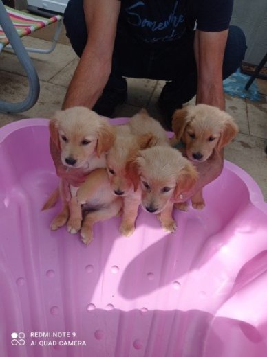 Zlatý retriever