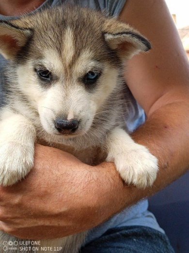 Sibírsky husky