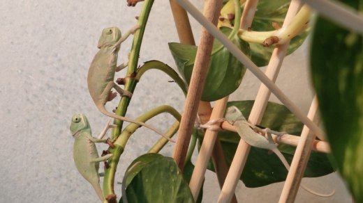 Chameleón jemenský