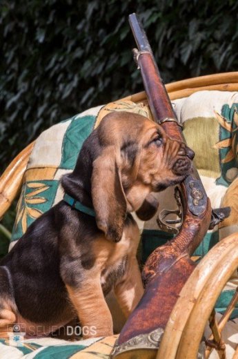 Bloodhound, Anglický farbiar