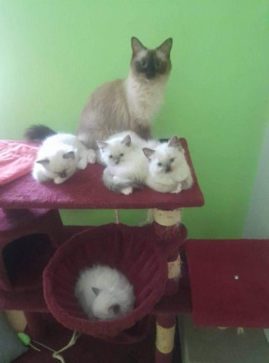 Ragdoll mačiatka