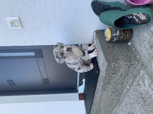 Šteniatka American Bully XL