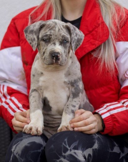 American Bully XL