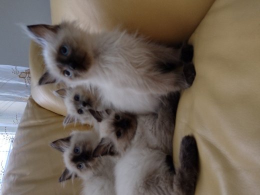 Ragdoll mačiatka