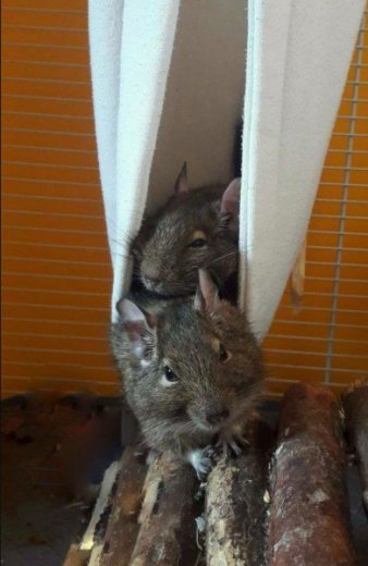 Darujem osmakov degu