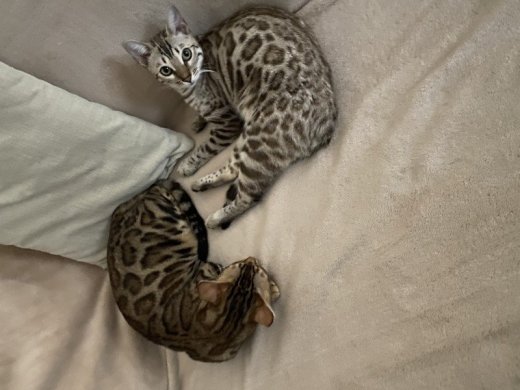Bengalske macicky