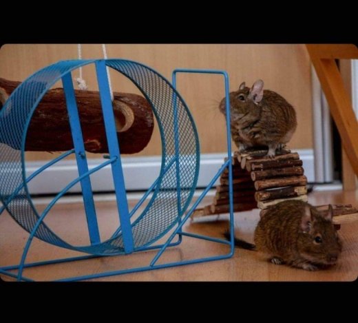 Darujem osmakov degu