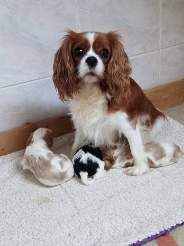 Kavalír king charles spaniel