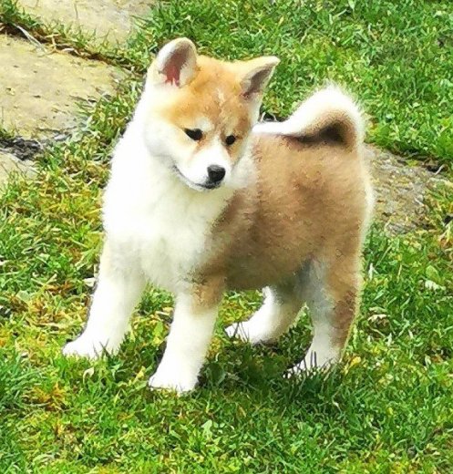 Predám Akita inu