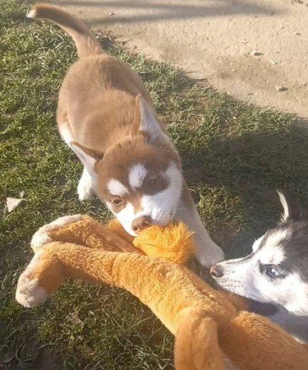 sibírske husky