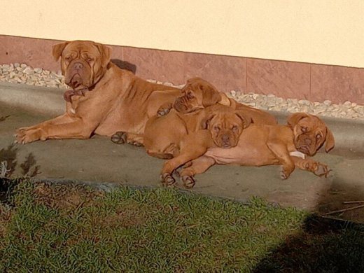 Bordeauxska doga