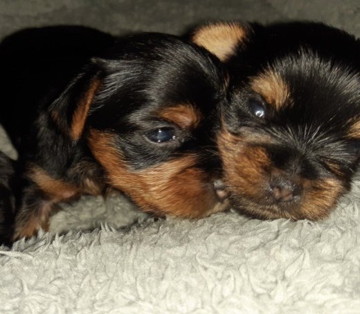 Yorkshire terrier s pp