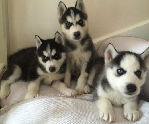 sibírske husky