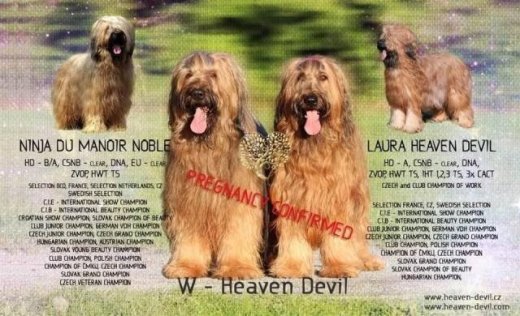 Briard - plavá štěňata