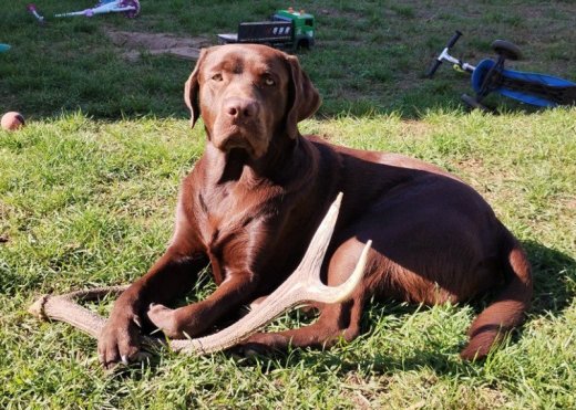 Labrador retriever