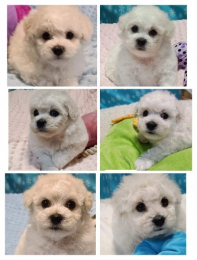 Bišónik/bichon frise