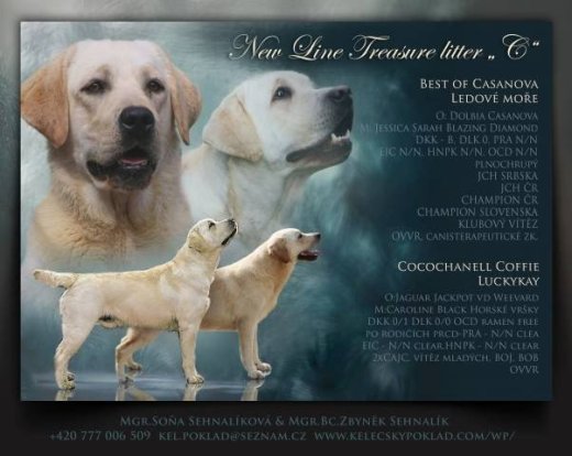 Labrador retriever s PP (žlutý labrador)