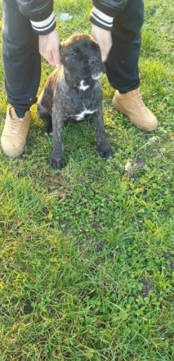 Cane corso