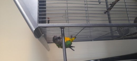Predám papgaja -Senegal