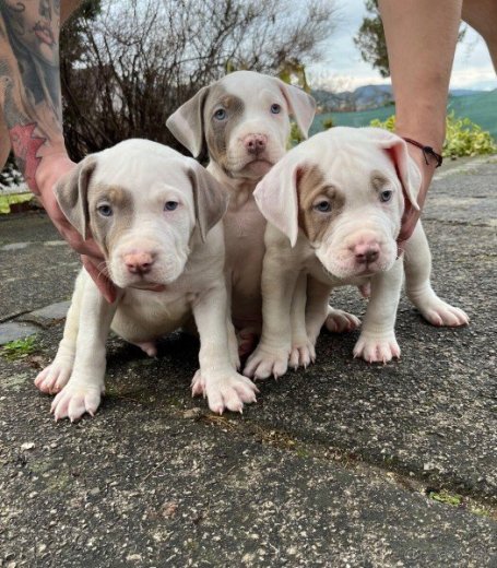 American Bully XL