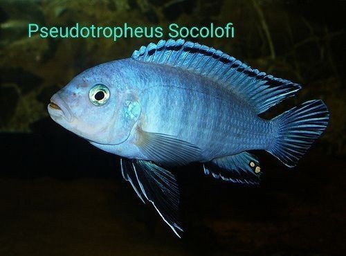 Africké cichlidy