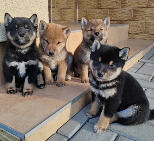 Shiba inu psy s PP