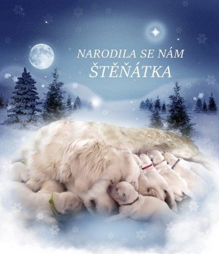 Zlatý retrívr - Golden retriever - štěňátka s PP
